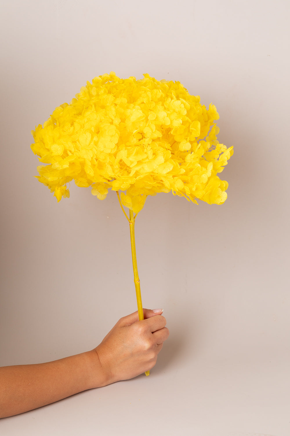 בוקה פרחים צהוב